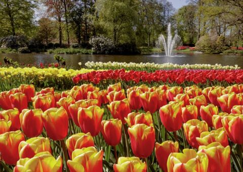 Keukenhof in Holland