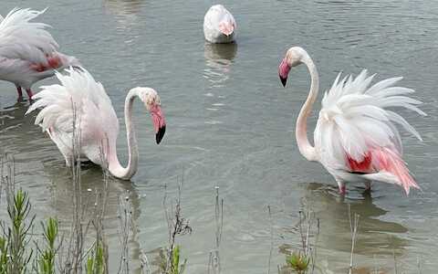 flamingos in der camargue