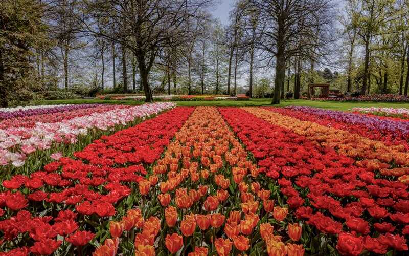 Tulpenwiese Keukenhof