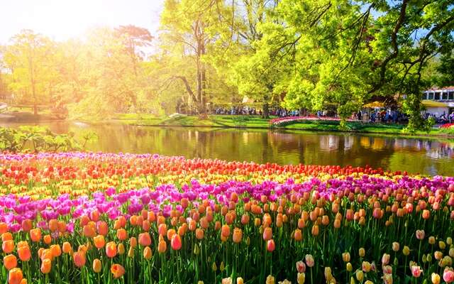 Tulpen auf dem Keukenhof