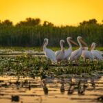 Pelikane im Donaudelta