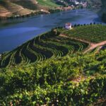 Weinberge am Douro