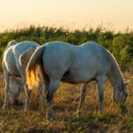 Wildpferde in der Camargue