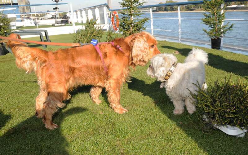 Flusskreuzfahrten mit Hund - Hundewiese auf dem Sonnendeck