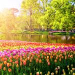 Tulpen auf dem Keukenhof