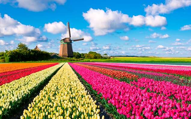 Tulpenfeld mit Windmühle