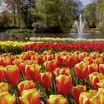Keukenhof in Holland