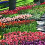 Tulpenwiese Keukenhof