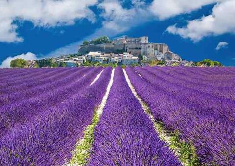 Blühender Lavendel in Südfrankreich