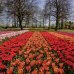 Tulpenwiese Keukenhof