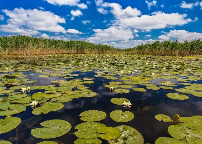 Seerosen im Donaudelta