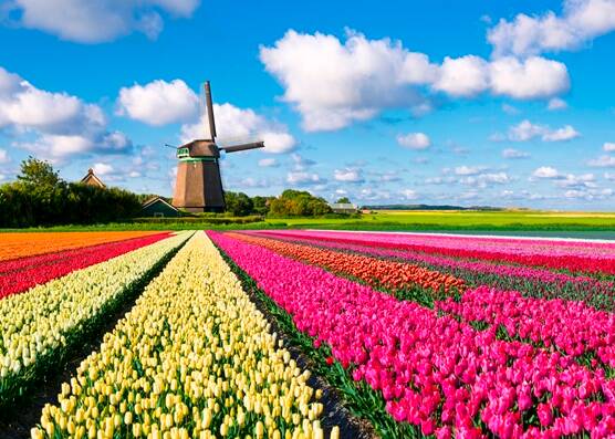 Tulpenfeld mit Windmühle