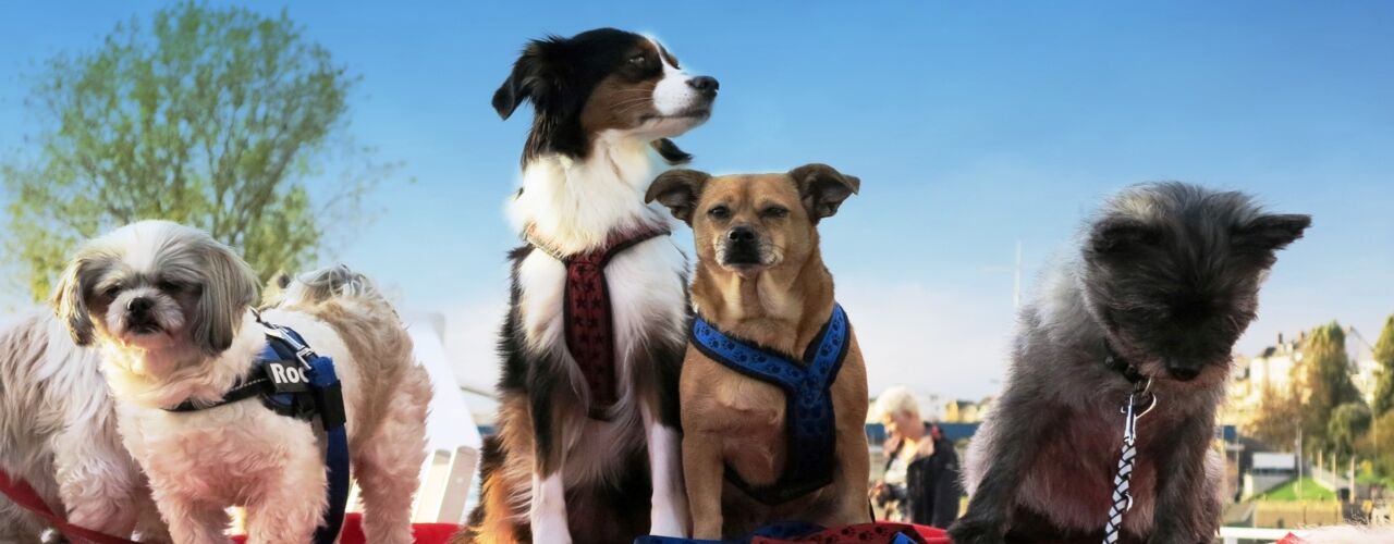 4 Hunde auf einem Flusskreuzfahrtschiff