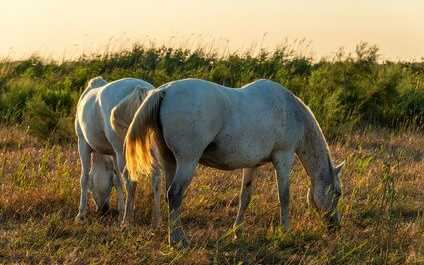Wildpferde in der Camargue