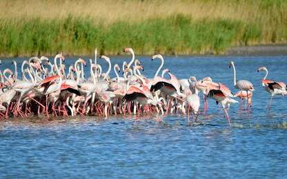Flamingos in freier Wildbahn