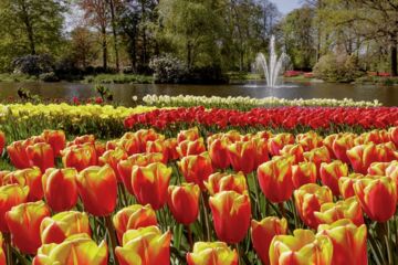 Keukenhof in Holland