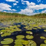 Seerosen im Donaudelta