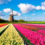 Tulpenfeld mit Windmühle