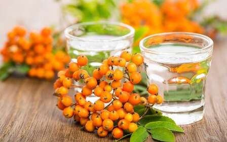 Marillen und Marillenschnaps