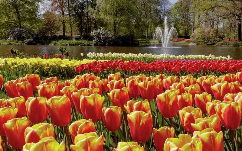 Keukenhof in Holland