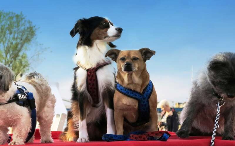 4 Hunde auf einem Flusskreuzfahrtschiff