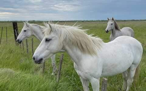 wildpferde in der camargue
