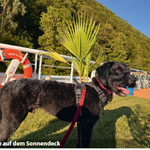 hundewiese an deck