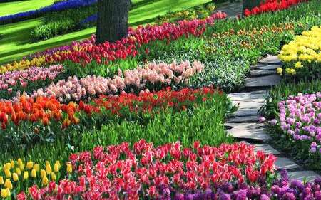 Tulpenwiese Keukenhof
