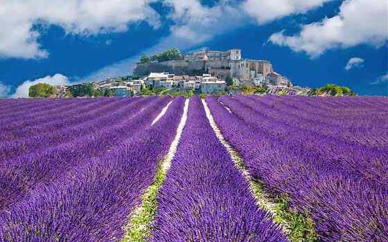 Blühender Lavendel in Südfrankreich