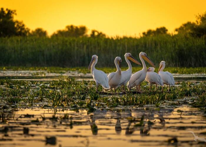Pelikane im Donaudelta