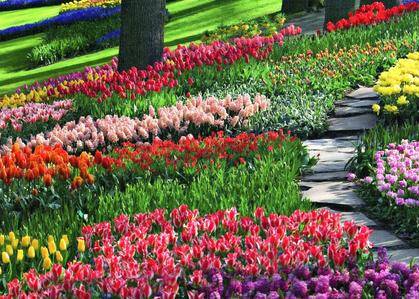 Tulpenwiese Keukenhof