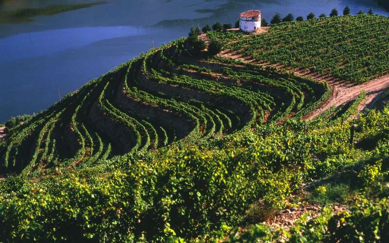 Weinberge am Douro