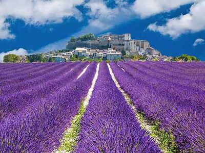 Blühender Lavendel in Südfrankreich