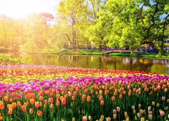 Tulpen auf dem Keukenhof