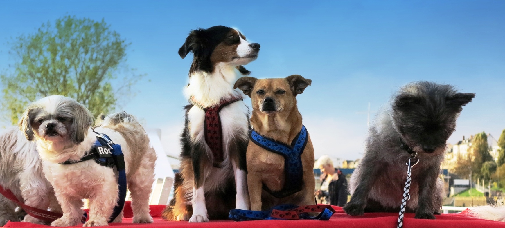 4 Hunde auf einem Flusskreuzfahrtschiff