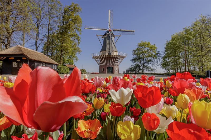 Keukenhof in Holland